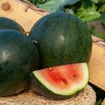 Potagères - Pastèque Sugar Baby - face recto